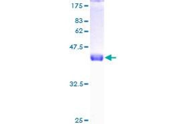 POLR2H Protein (AA 1-150) (GST tag)