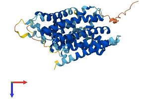 Solute Carrier Family 38, Member 8 (SLC38A8) (AA 1-435) protein (His tag)