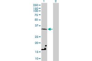 Western Blot analysis of LDHC expression in transfected 293T cell line by LDHC MaxPab polyclonal antibody. (Lactate Dehydrogenase C antibody  (AA 1-332))