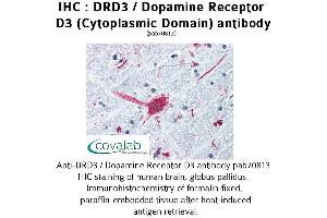 Image no. 1 for anti-Dopamine Receptor D3 (DRD3) (3rd Cytoplasmic Domain) antibody (ABIN1733784) (DRD3 antibody  (3rd Cytoplasmic Domain))