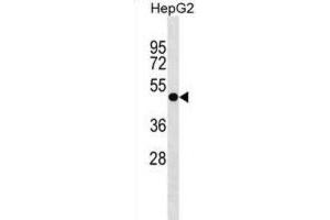 Western Blotting (WB) image for anti-Pleckstrin Homology Domain Containing, Family A (Phosphoinositide Binding Specific) Member 8 (PLEKHA8) antibody (ABIN3000116)