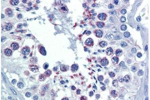Human Testis (formalin-fixed, paraffin-embedded) stained with DIABLO antibody ABIN462354 followed by biotinylated anti-mouse IgG secondary antibody ABIN481714, alkaline phosphatase-streptavidin and chromogen. (DIABLO antibody)