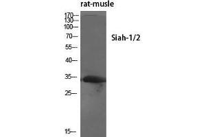 Western Blot (WB) analysis of specific cells using Siah-1/2 Polyclonal Antibody. (SIAH1/2 antibody  (Internal Region))