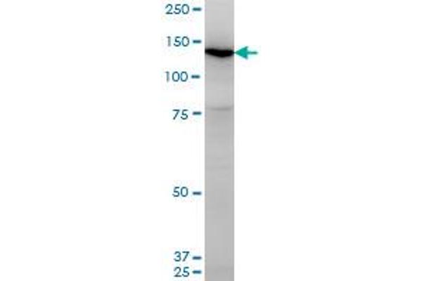 UNC13D antibody  (AA 2-100)