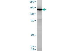 UNC13D antibody  (AA 2-100)