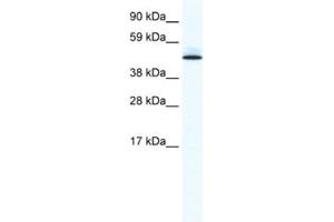 Western Blotting (WB) image for anti-Polymerase I and Transcript Release Factor (PTRF) antibody (ABIN2461448)