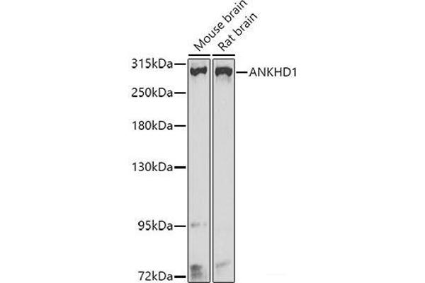 ANKHD1 antibody