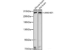 Western blot analysis of extracts of various cell lines using ANKHD1 Polyclonal Antibody at dilution of 1:1000.