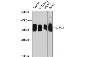 Western blot analysis of extracts of various cell lines using GNAI2 Polyclonal Antibody at dilution of 1:1000. (GNAI2 antibody)