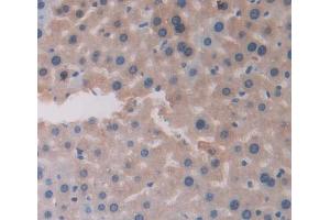 Used in DAB staining on fromalin fixed paraffin- embedded Kidney tissue (CHRNA4 antibody  (AA 32-249))