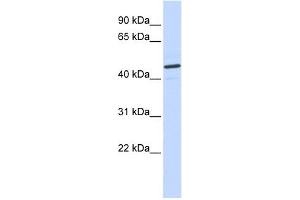 CATSPER2 antibody used at 1 ug/ml to detect target protein. (CATSPER2 antibody  (N-Term))