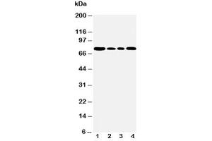Western blot testing of BiP antibody and Lane 1:  rat testis (GRP78 antibody  (C-Term))