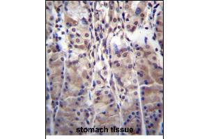 MDM1 Antibody (C-term) (ABIN656278 and ABIN2845588) immunohistochemistry analysis in formalin fixed and paraffin embedded human stomach tissue followed by peroxidase conjugation of the secondary antibody and DAB staining. (MDM1 antibody  (C-Term))