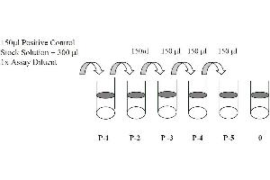This picture shows the preparation of the positive control.