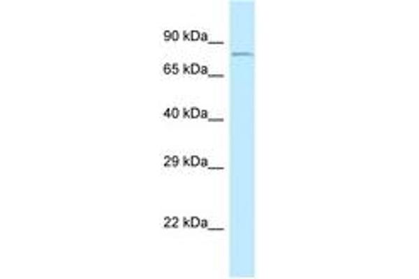 CEP68 antibody  (AA 86-135)