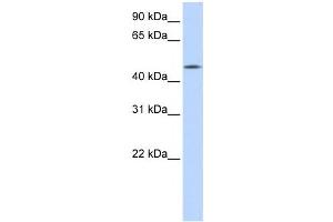 Western Blotting (WB) image for anti-Chromosome 20 Open Reading Frame 160 (C20orf160) antibody (ABIN2459536) (C20orf160 antibody)