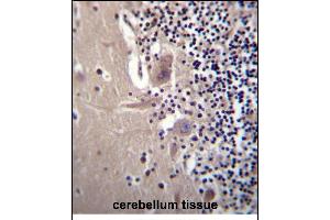 CRYBA1 Antibody (Center) (ABIN656311 and ABIN2845613) immunohistochemistry analysis in formalin fixed and paraffin embedded human cerebellum tissue followed by peroxidase conjugation of the secondary antibody and DAB staining. (CRYBA1 antibody  (AA 104-133))