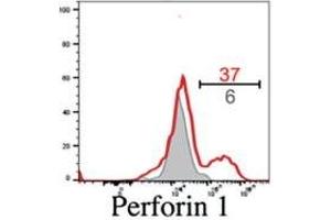 Antiviral effector CD8+ T cells are a predominant lymphocyte subset on the cornea. (Perforin 1 antibody)