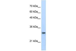 PSMA1 antibody used at 0. (PSMA1 antibody)