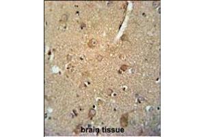 C7orf28A Antibody (Center) (ABIN651645 and ABIN2850541) immunohistochemistry analysis in formalin fixed and paraffin embedded human brain tissue followed by peroxidase conjugation of the secondary antibody and DAB staining.