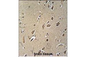 NGFR Antibody (ABIN2802041 and ABIN6577055) immunohistochemistry analysis in formalin fixed and paraffin embedded human brain tissue followed by peroxidase conjμgation of the secondary antibody and DAB staining. (NGFR antibody)