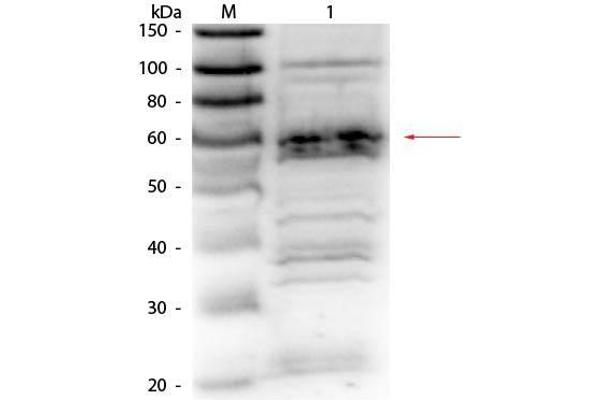 RFX5 antibody  (AA 32-0)