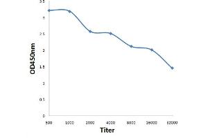 Antigen: 0. (CDC25B antibody  (pSer149))