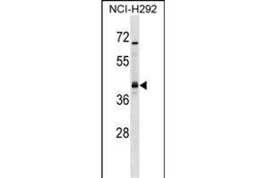 UTF1 Antibody (Center) (ABIN1537712 and ABIN2848692) western blot analysis in NCI- cell line lysates (35 μg/lane).