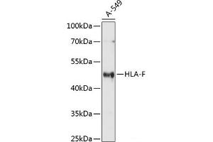 Western blot analysis of extracts of A-549 cells using HLA-F Polyclonal Antibody at dilution of 1:1000. (HLA-F antibody)
