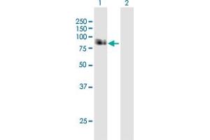 Western Blot analysis of APBB1 expression in transfected 293T cell line by APBB1 MaxPab polyclonal antibody.