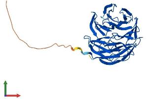 AlphaFold protein structure predicition of Human Recombinant WDR5B Protein, UniprotID Q86VZ2 (WDR5B Protein (AA 1-330) (His tag))