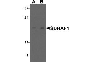 Western blot analysis of SDHAF1 in 3T3 cell lysate with SDHAF1 antibody at (A) 1 and (B) 2 µg/mL.