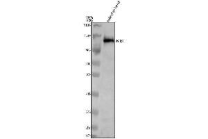 Western blot analysis of MIB1 using anti-MIB1 antibody (AZQ804S5).