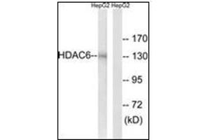 Western blot analysis of extracts from HepG2 cells, using HDAC6 Antibody. (HDAC6 antibody  (N-Term))
