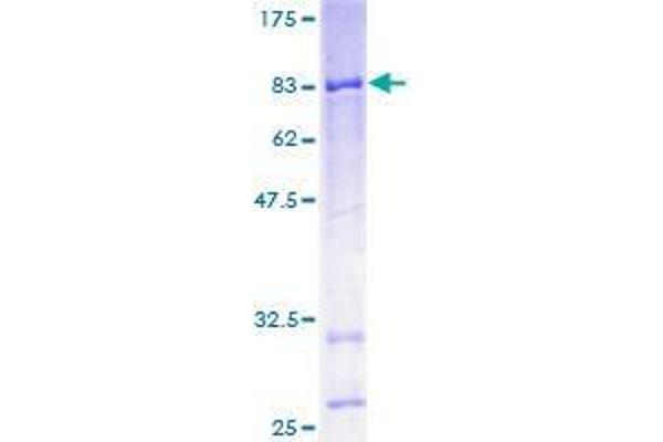 CYP4X1 Protein (AA 1-509) (GST tag)