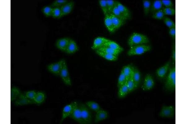 MOCS2 antibody  (AA 1-88)