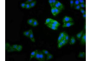 Immunofluorescence staining of HepG2 cells with ABIN7160141 at 1:100, counter-stained with DAPI. (MOCS2 antibody  (AA 1-88))