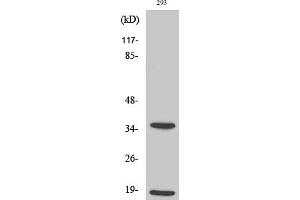 Western Blotting (WB) image for anti-Caspase 6 p18 (Cleaved-Asp179) antibody (ABIN5955977) (Caspase 6 p18 (Cleaved-Asp179) antibody)