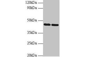 Western blot All lanes: SHBG antibody at 2 μg/mL Lane 1: Hela whole cell lysate Lane 2: NIH/3T3 whole cell lysate Secondary Goat polyclonal to rabbit IgG at 1/10000 dilution Predicted band size: 44, 32, 33, 42 kDa Observed band size: 44 kDa (SHBG antibody  (AA 30-402))