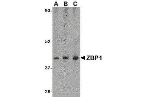 Western Blotting (WB) image for anti-Z-DNA Binding Protein 1 (ZBP1) (C-Term) antibody (ABIN2473227) (ZBP1 antibody  (C-Term))