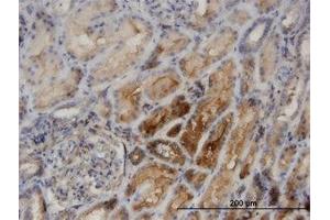 Image no. 1 for anti-Protein Kinase C and Casein Kinase Substrate in Neurons 2 (PACSIN2) (AA 368-429) antibody (ABIN599525) (PACSIN2 antibody  (AA 368-429))