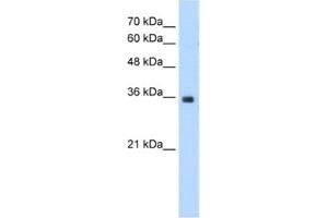 Western Blotting (WB) image for anti-Mortality Factor 4 Like 2 (MORF4L2) antibody (ABIN2460790) (MORF4L2 antibody)