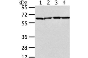Western Blot analysis of Jurkat, hela, K562 and 231 cell using ATIC Polyclonal Antibody at dilution of 1/300 (ATIC antibody)