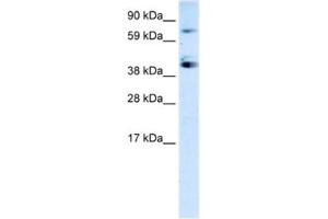 Western Blotting (WB) image for anti-Sp7 Transcription Factor (SP7) antibody (ABIN2460255) (SP7 antibody)