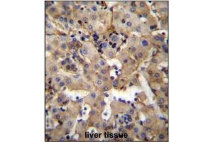 Immunohistochemistry analysis in Formalin Fixed, Paraffin Embedded Human liver tissue stained with SGPL1 Antibody (N-term) followed by peroxidase conjugation of the secondary antibody and DAB staining. (SGPL1 antibody  (N-Term))