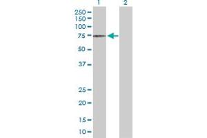 Western Blot analysis of DCLRE1C expression in transfected 293T cell line by DCLRE1C MaxPab polyclonal antibody. (DCLRE1C antibody  (AA 1-434))