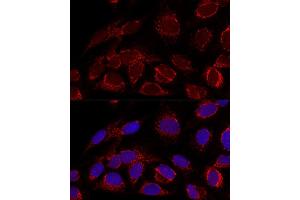 Confocal immunofluorescence analysis of U2OS cells using [KO Validated] HADHA Polyclonal Antibody (ABIN6131742, ABIN6141586, ABIN6141588 and ABIN7101770) at dilution of 1:100. (HADHA antibody  (AA 484-763))