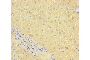 Immunohistochemistry of paraffin-embedded human liver tissue using ABIN7168655 at dilution of 1:100 (SEC14L4 antibody  (AA 201-360))