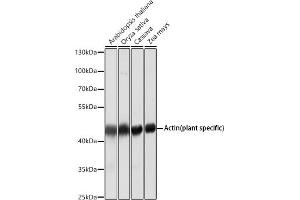Western blot analysis of extracts of various cell lines, using Actin (plant specific) antibody (ABIN1513383, ABIN1684226, ABIN1684286 and ABIN5663539) at 1:5000 dilution. (beta Actin antibody)