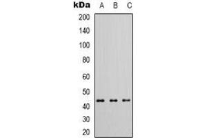 Western blot analysis of CADM3 expression in KNRK (A), NIH3T3 (B), mouse brain (C) whole cell lysates.